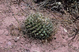 Image of Echinopsis obrepanda (Salm-Dyck) K. Schum.