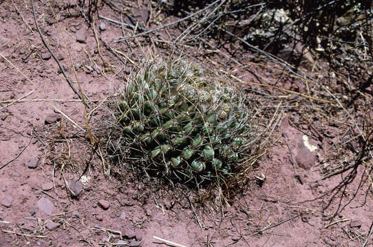 Imagem de Echinopsis obrepanda (Salm-Dyck) K. Schum.