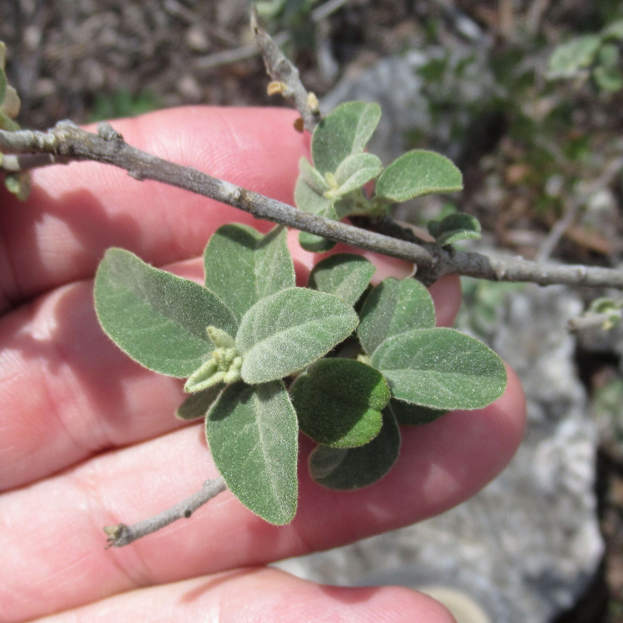 Image of Torrey's croton