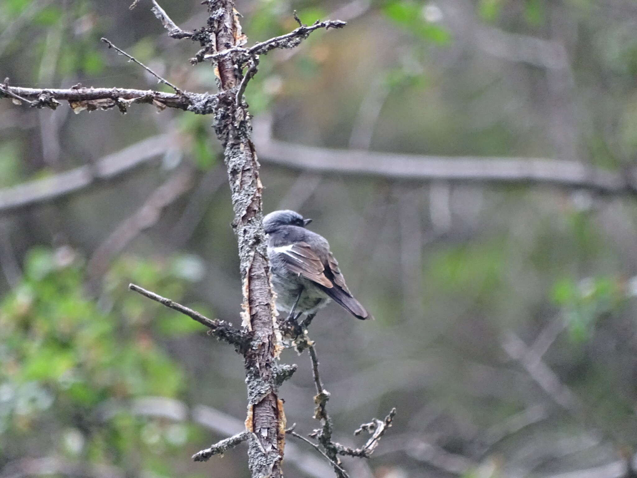Image of Blue-capped Redstart