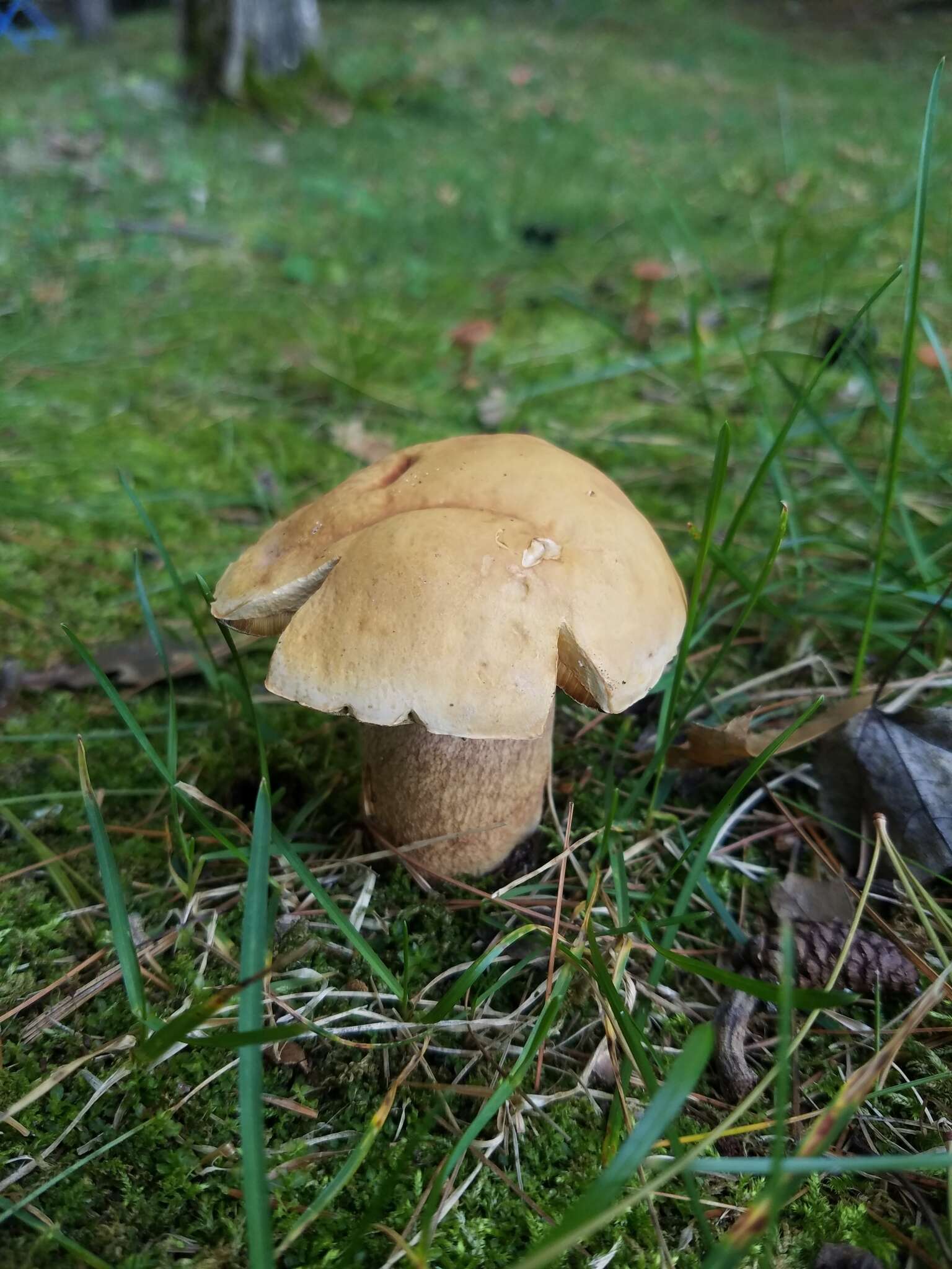 Sivun Boletus subcaerulescens (E. A. Dick & Snell) Both, Bessette & A. R. Bessette 2000 kuva