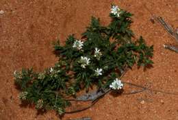 Image of Teucrium sessiliflorum Benth.