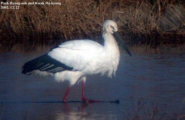 Image of Japanese White Stork