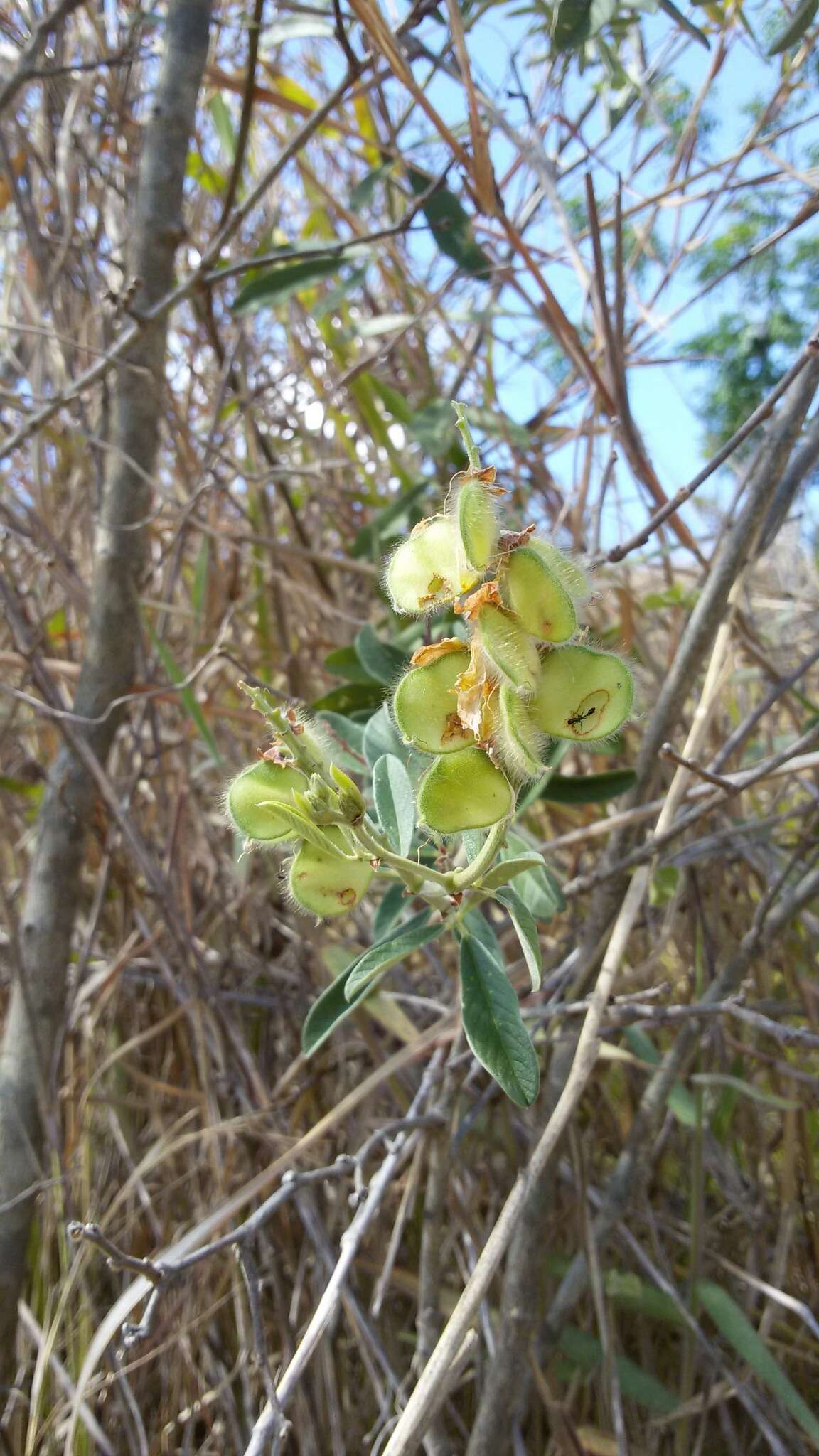 Image of white back