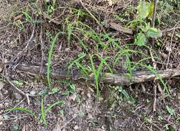 Image of Arthropodium candidum Raoul