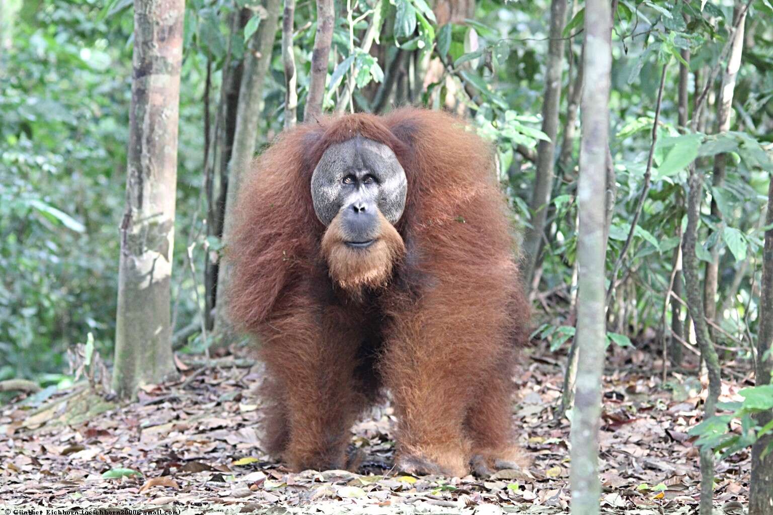 Image of Sumatran orangutan