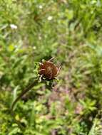 Imagem de Echinacea laevigata (C. L. Boynt. & Beadle) Blake