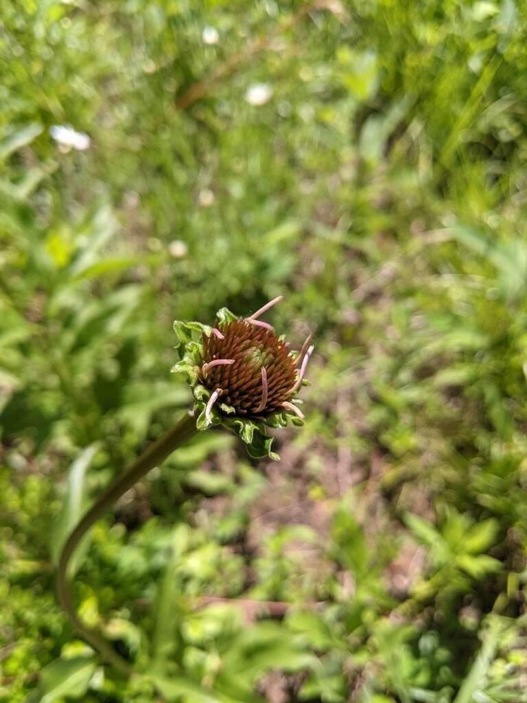 Imagem de Echinacea laevigata (C. L. Boynt. & Beadle) Blake