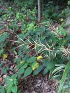 Image of Eastern Bottle-Brush Grass