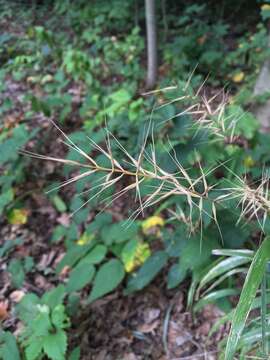 Imagem de Elymus hystrix L.