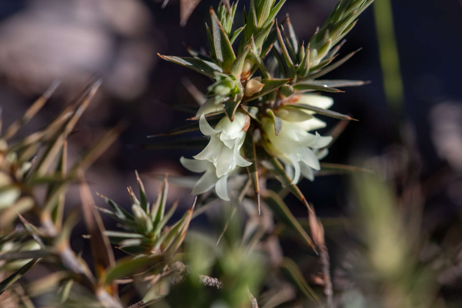 Image of Melichrus urceolatus R. Br.