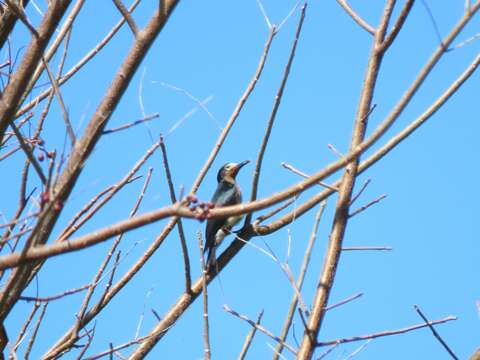 Image of Puerto Rican Woodpecker