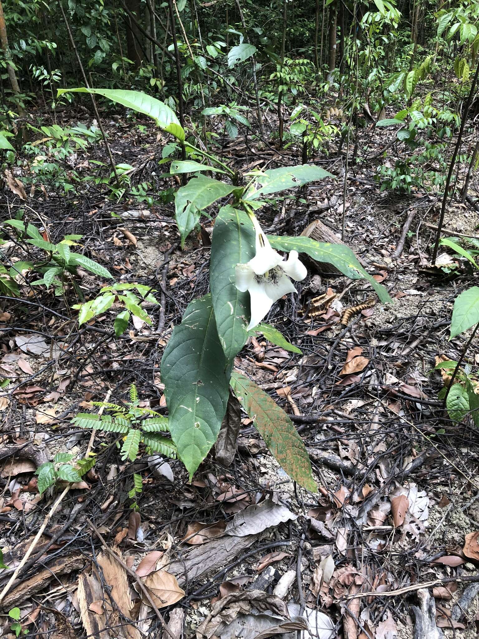 Image of Rothmannia macrophylla (Hook. fil.) Bremek.