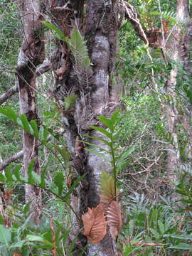 Image of Aglaomorpha sparsisora (Desv.) Hovenkamp & S. Linds.