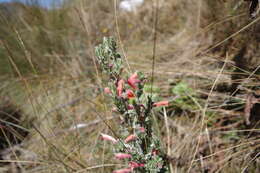 Image of Clinopodium sericeum (C. Presl ex Benth.) Govaerts