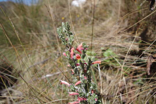 Image of Clinopodium sericeum (C. Presl ex Benth.) Govaerts