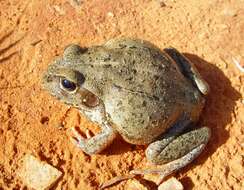 Image of Giant Frog