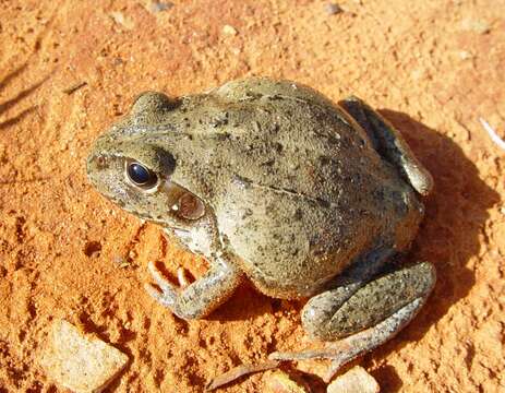 Image de Ranoidea australis (Gray 1842)