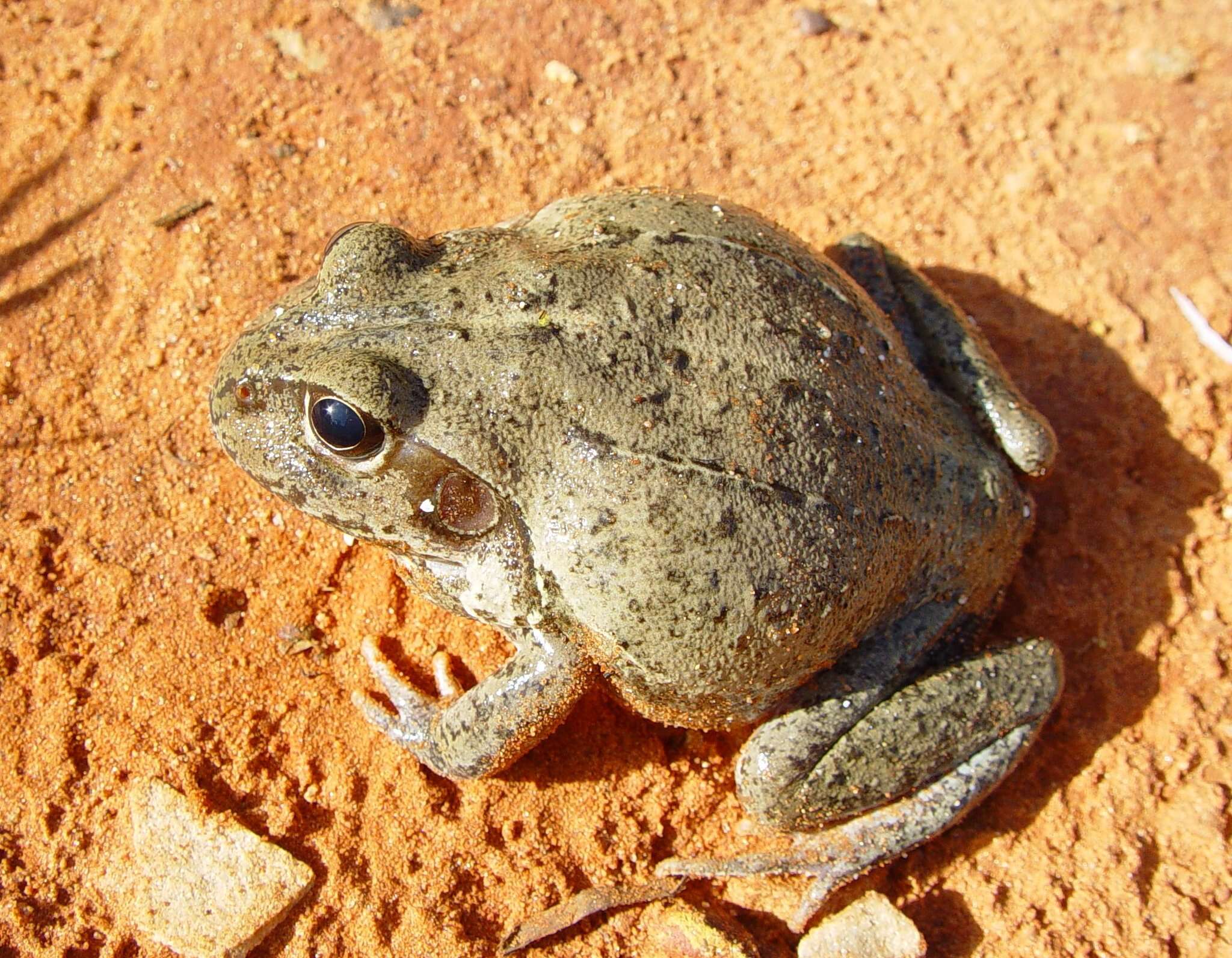 Image of Giant Frog