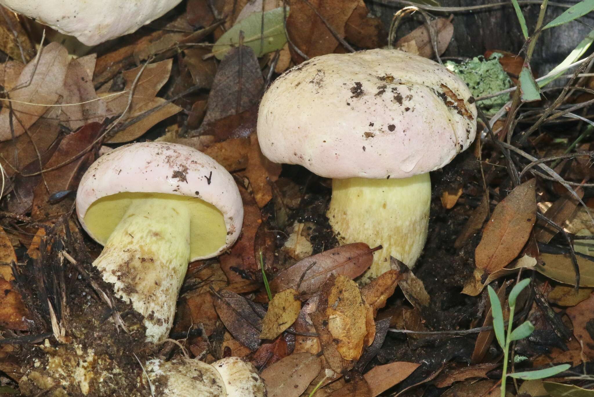 Butyriboletus pulchriceps (Both, Bessette & R. Chapm.) Kuan Zhao & Zhu L. Yang 2015的圖片