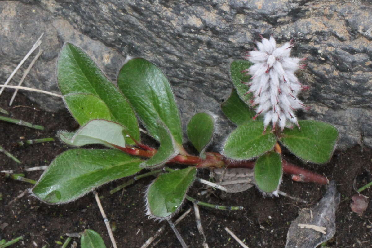 Image of arctic willow