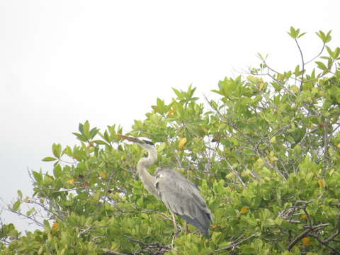 Image of Ardea herodias cognata Bangs 1903