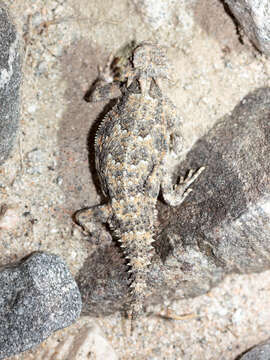 Image of Desert Horned Lizard