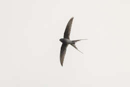 Image of Crested Treeswift