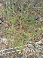 Image of Callisthene microphylla Warm.