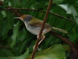 Image of Common Tailorbird