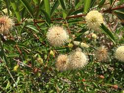 Image of Mexican Buttonbush