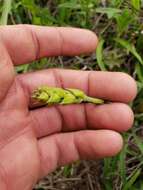 Image of Salvia assurgens Kunth