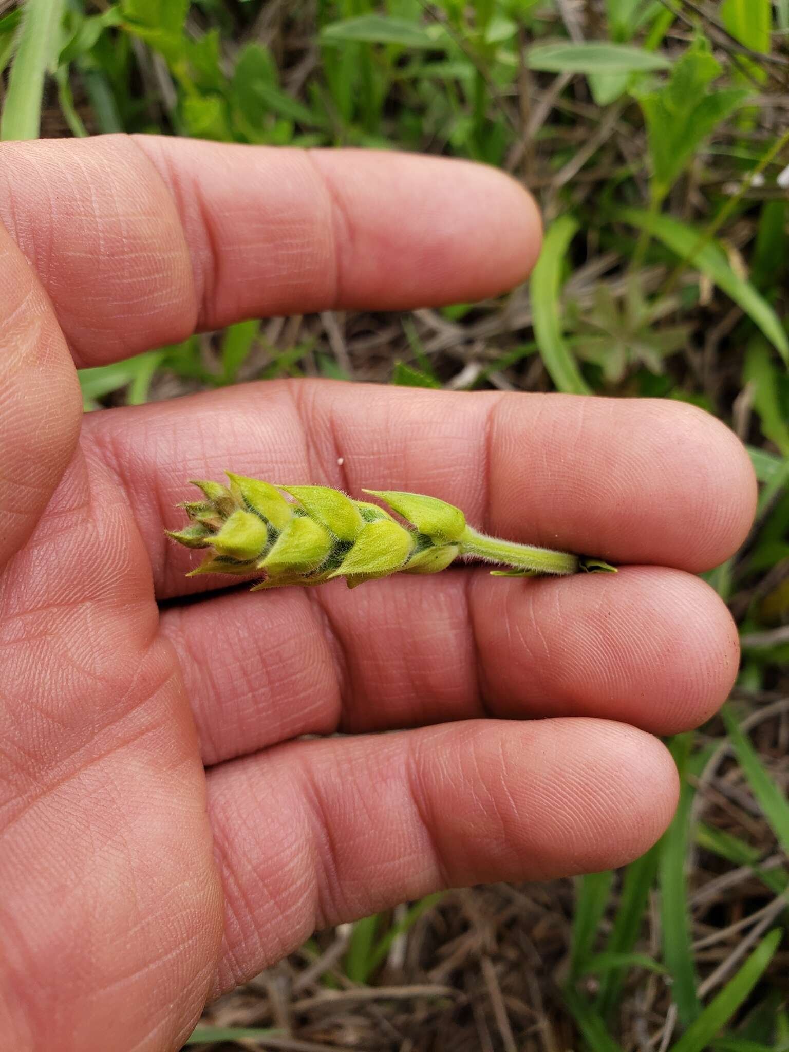 Imagem de Salvia assurgens Kunth