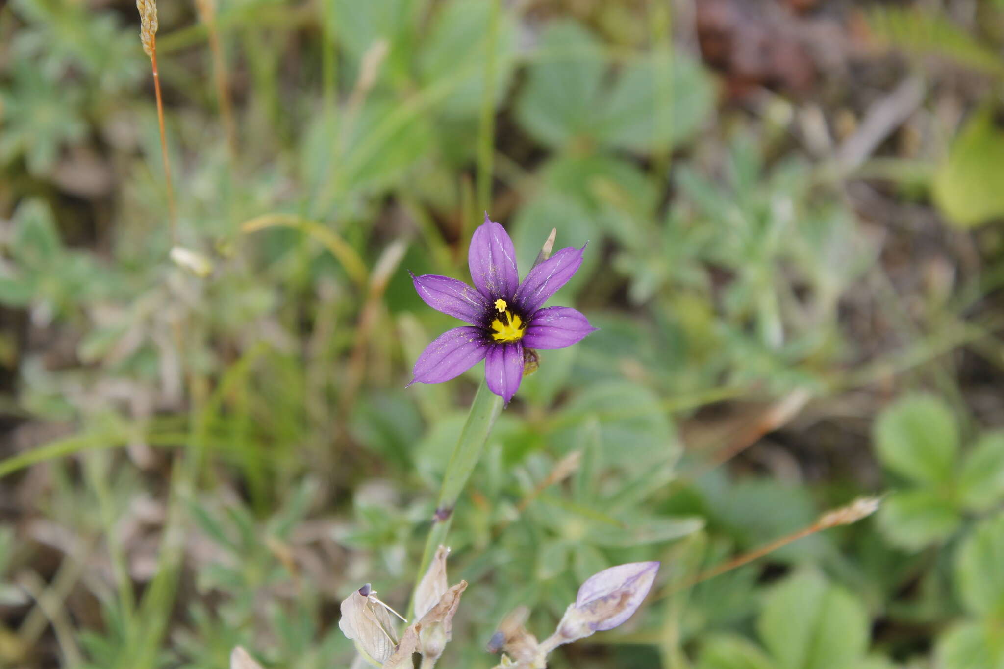 Sisyrinchium littorale Greene的圖片