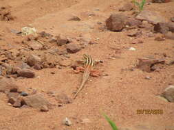 Image of Bushveld Lizard