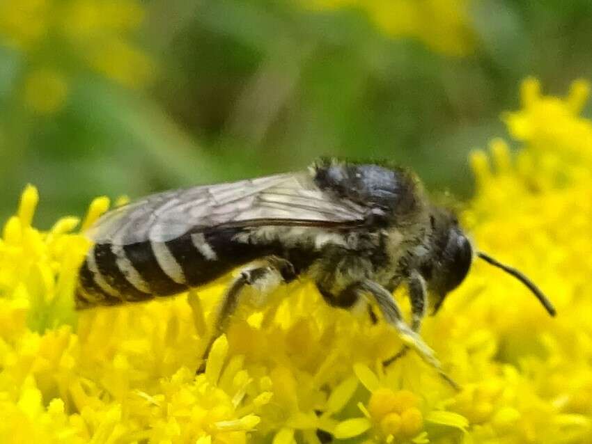 Imagem de Colletes simulans armatus Patton 1879