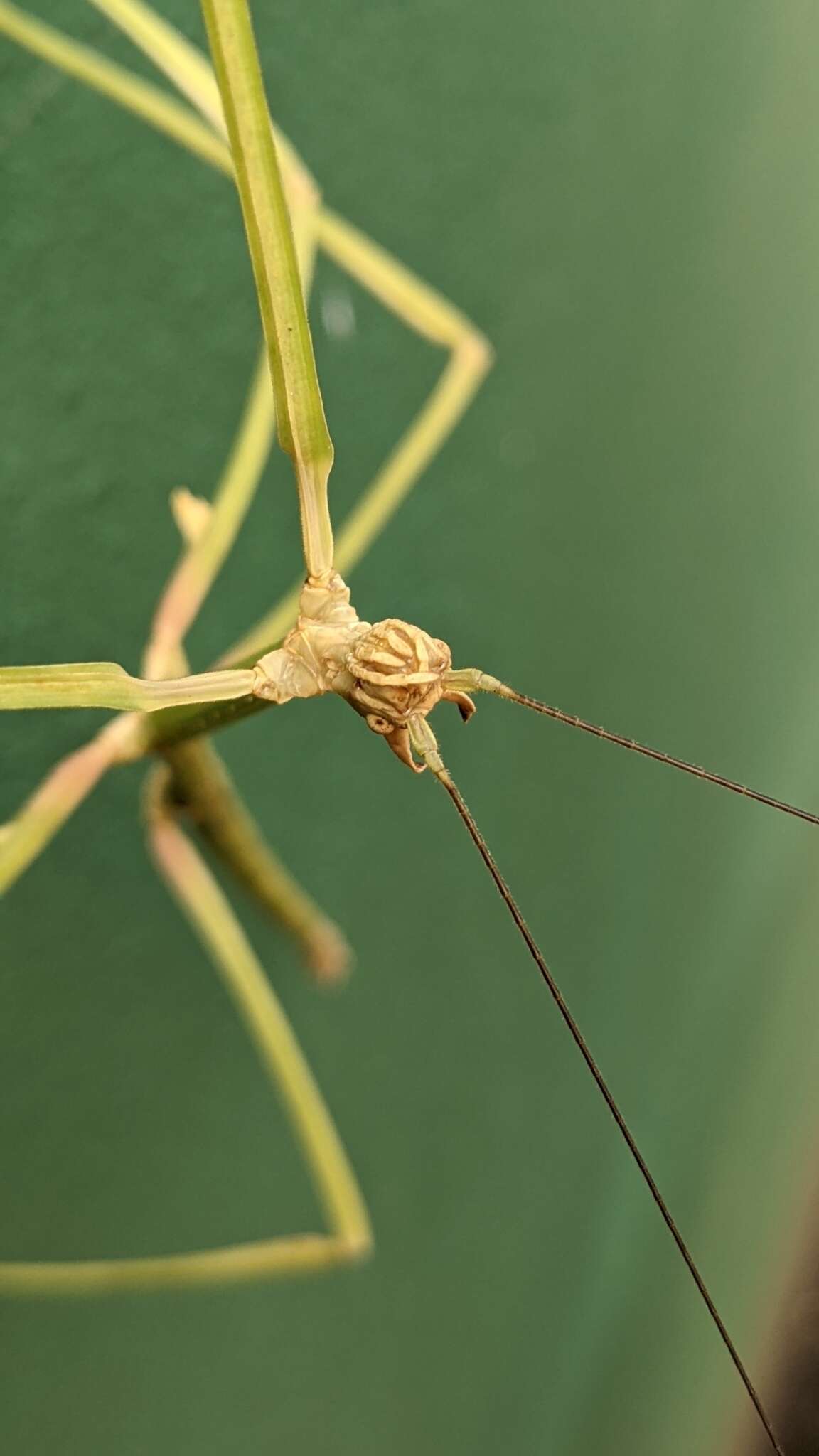 صورة Phanoclocrania dorsuaria (Stål 1875)