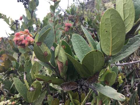 Image de Macleania loeseneriana Hørold