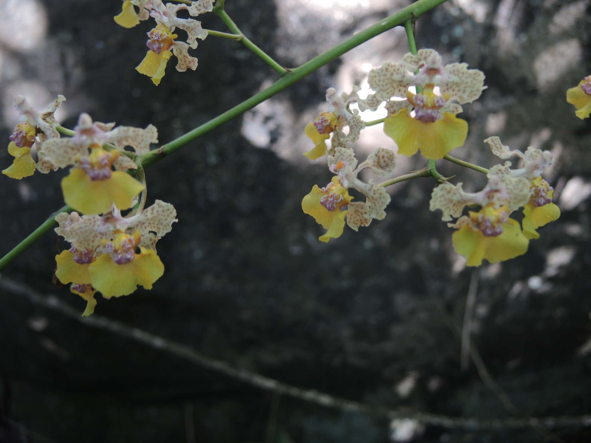 Image of Trichocentrum andreanum (Cogn.) R. Jiménez & Carnevali