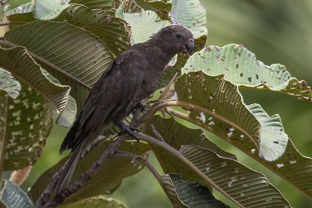 Image de Perroquet des Seychelles