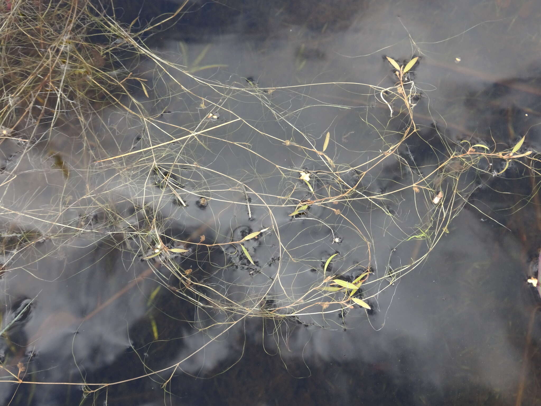 Image of Snail-Seed Pondweed