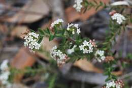 Imagem de Platysace ericoides (Sieb. ex DC.) C. Norman