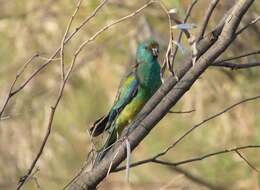 Image of Many-coloured Parakeet