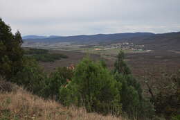 Image of Crimean Juniper