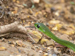 Image of Black-lined Green Snake