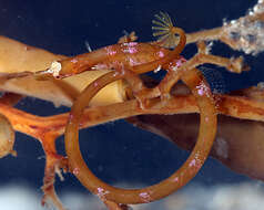 Image of Prophet&#39;s pipefish