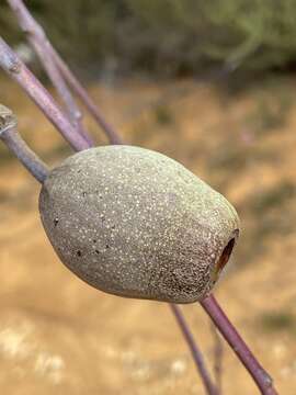 Image of weeping gum