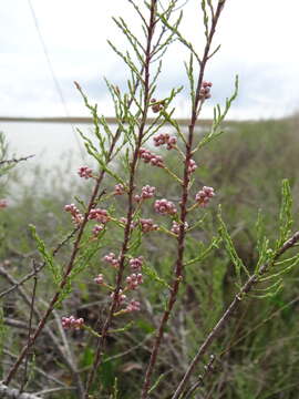 Image of Tamarix gracilis Willd.