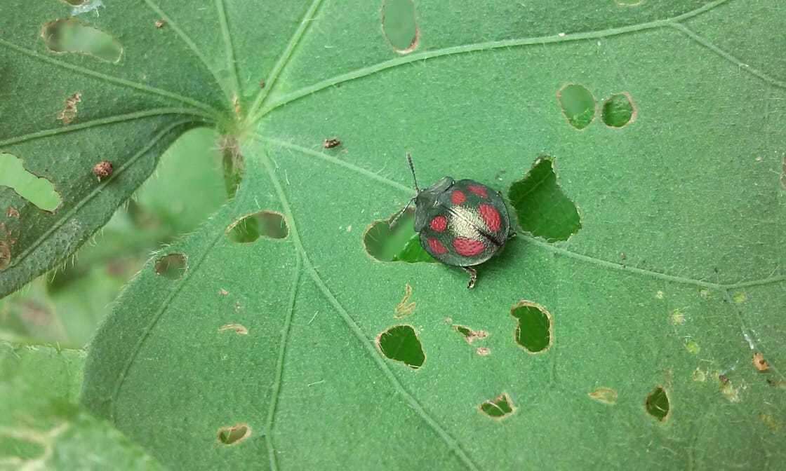 صورة Cyrtonota tristigma (Boheman 1850)