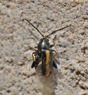 Image of Turnip flea beetle